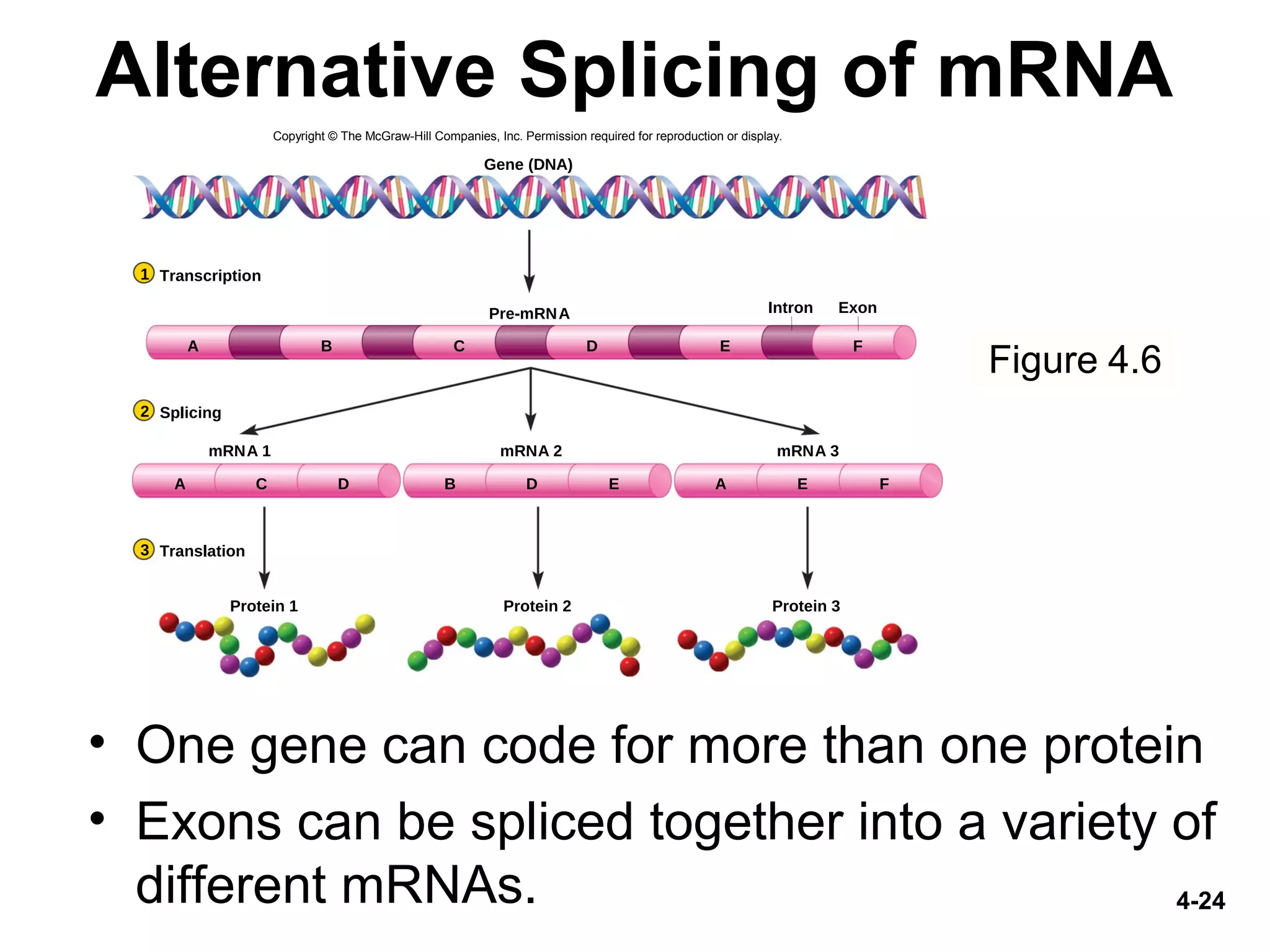 4-24
Alternative Splicing of mRNA
• One gene can code for more than one protein
• Exons can be spliced together into a variety of
different mRNAs.
Figure 4.6
Gene (DNA)
Pre-mRNA Intron Exon
mRNA 2mRNA 1 mRNA 3
Protein 2Protein 1 Protein 3
Transcription1
Translation3
Splicing2
A B C D E F
A C D A E FB D E
Copyright © The McGraw-Hill Companies, Inc. Permission required for reproduction or display.
 