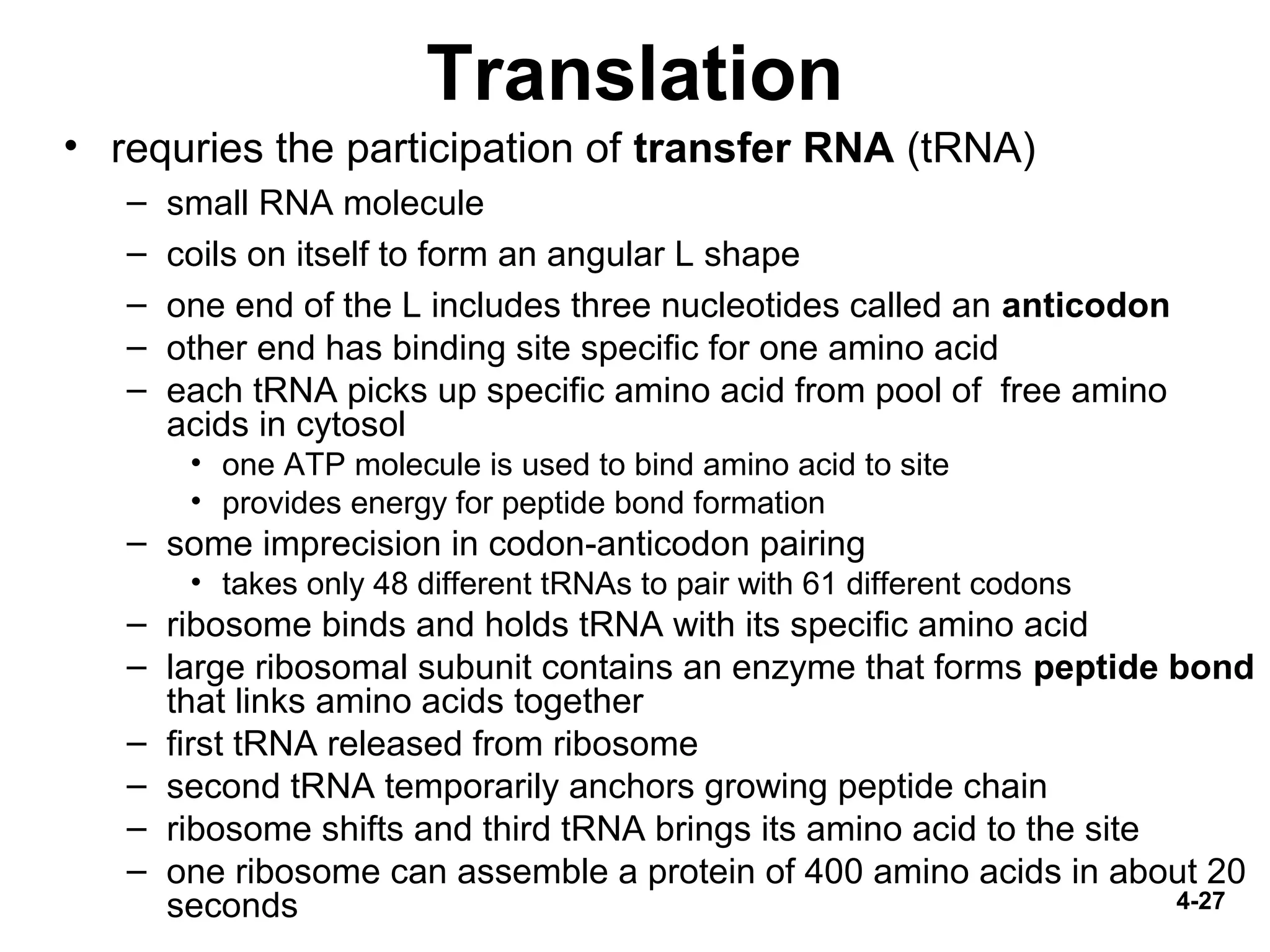 4-27
Translation
• requries the participation of transfer RNA (tRNA)
– small RNA molecule
– coils on itself to form an angular L shape
– one end of the L includes three nucleotides called an anticodon
– other end has binding site specific for one amino acid
– each tRNA picks up specific amino acid from pool of free amino
acids in cytosol
• one ATP molecule is used to bind amino acid to site
• provides energy for peptide bond formation
– some imprecision in codon-anticodon pairing
• takes only 48 different tRNAs to pair with 61 different codons
– ribosome binds and holds tRNA with its specific amino acid
– large ribosomal subunit contains an enzyme that forms peptide bond
that links amino acids together
– first tRNA released from ribosome
– second tRNA temporarily anchors growing peptide chain
– ribosome shifts and third tRNA brings its amino acid to the site
– one ribosome can assemble a protein of 400 amino acids in about 20
seconds
 