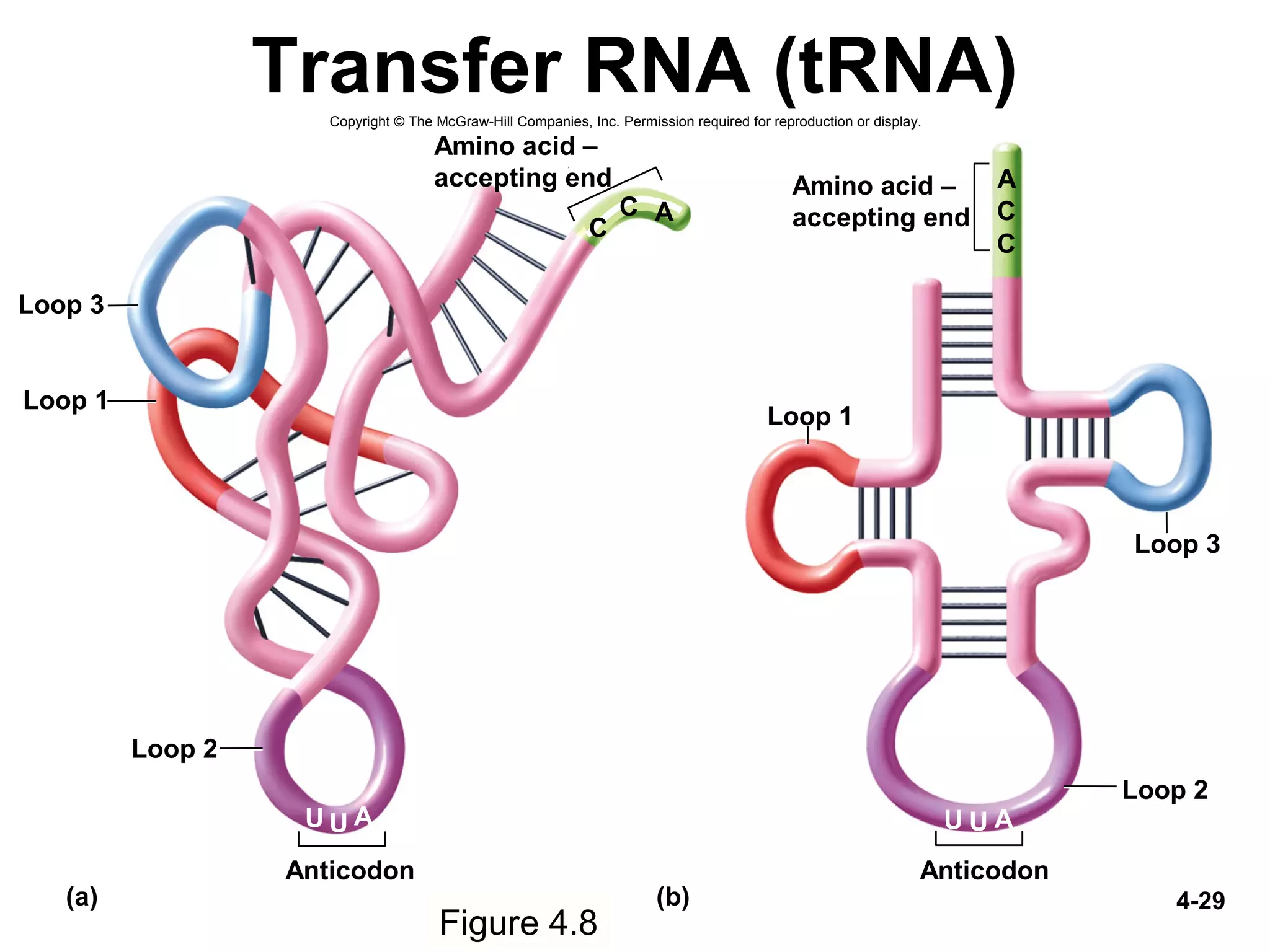 4-29
Transfer RNA (tRNA)
Figure 4.8
Amino acid –
accepting end
Loop 1
Loop 3
Loop 2
C
C
U U A
Anticodon
A
Amino acid –
accepting end
Loop 1
Loop 3
Loop 2
UU A
A
C
C
(a) (b)
Anticodon
Copyright © The McGraw-Hill Companies, Inc. Permission required for reproduction or display.
 