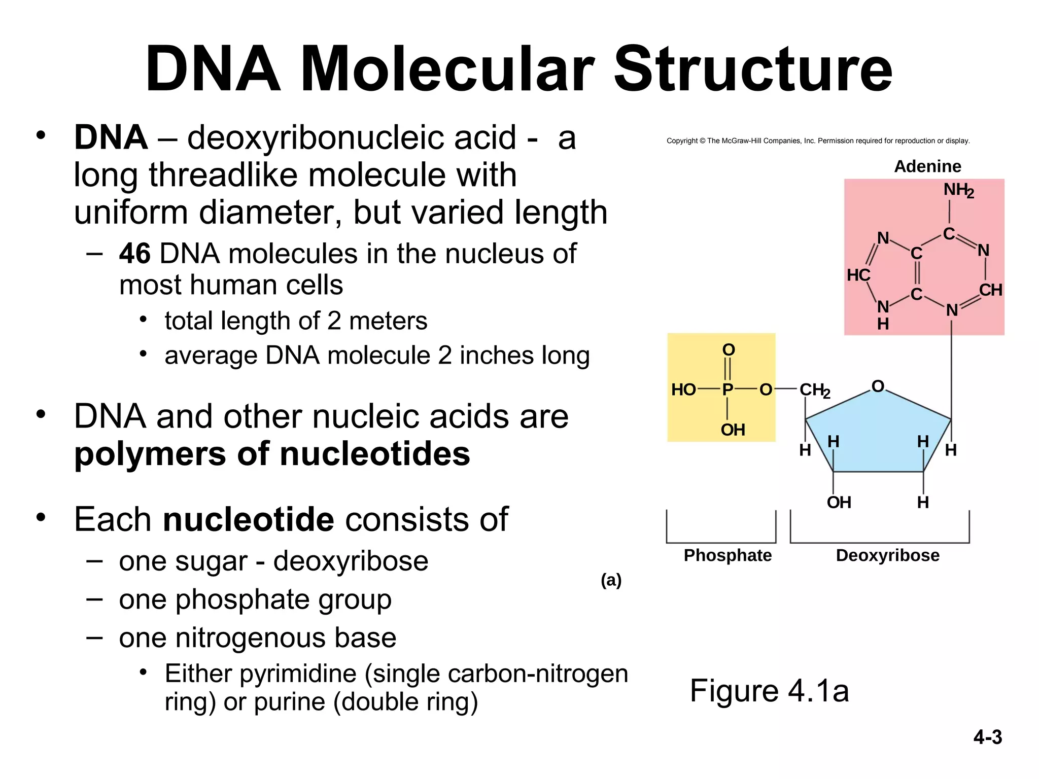 4-3
DNA Molecular Structure
• DNA – deoxyribonucleic acid - a
long threadlike molecule with
uniform diameter, but varied length
– 46 DNA molecules in the nucleus of
most human cells
• total length of 2 meters
• average DNA molecule 2 inches long
• DNA and other nucleic acids are
polymers of nucleotides
• Each nucleotide consists of
– one sugar - deoxyribose
– one phosphate group
– one nitrogenous base
• Either pyrimidine (single carbon-nitrogen
ring) or purine (double ring) Figure 4.1a
HC
N C
N
NH2
N
H
C
C
CH
N
H
CH2OHO
O
OH
P
H
HOH
HH
O
Adenine
Phosphate Deoxyribose
(a)
Copyright © The McGraw-Hill Companies, Inc. Permission required for reproduction or display.
 