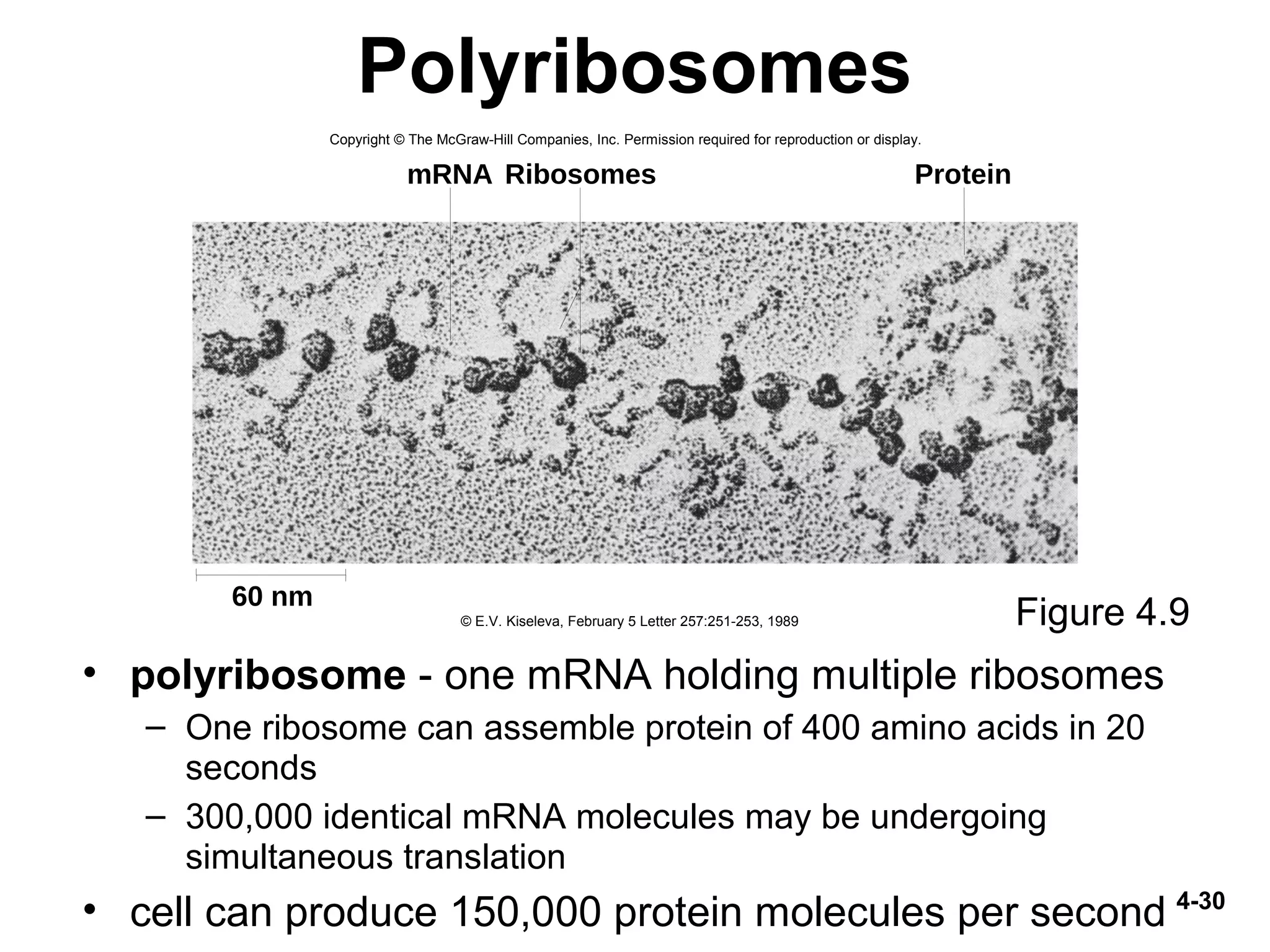4-30
Polyribosomes
• polyribosome - one mRNA holding multiple ribosomes
– One ribosome can assemble protein of 400 amino acids in 20
seconds
– 300,000 identical mRNA molecules may be undergoing
simultaneous translation
• cell can produce 150,000 protein molecules per second
Figure 4.9
60 nm
mRNA Ribosomes Protein
Copyright © The McGraw-Hill Companies, Inc. Permission required for reproduction or display.
© E.V. Kiseleva, February 5 Letter 257:251-253, 1989
 