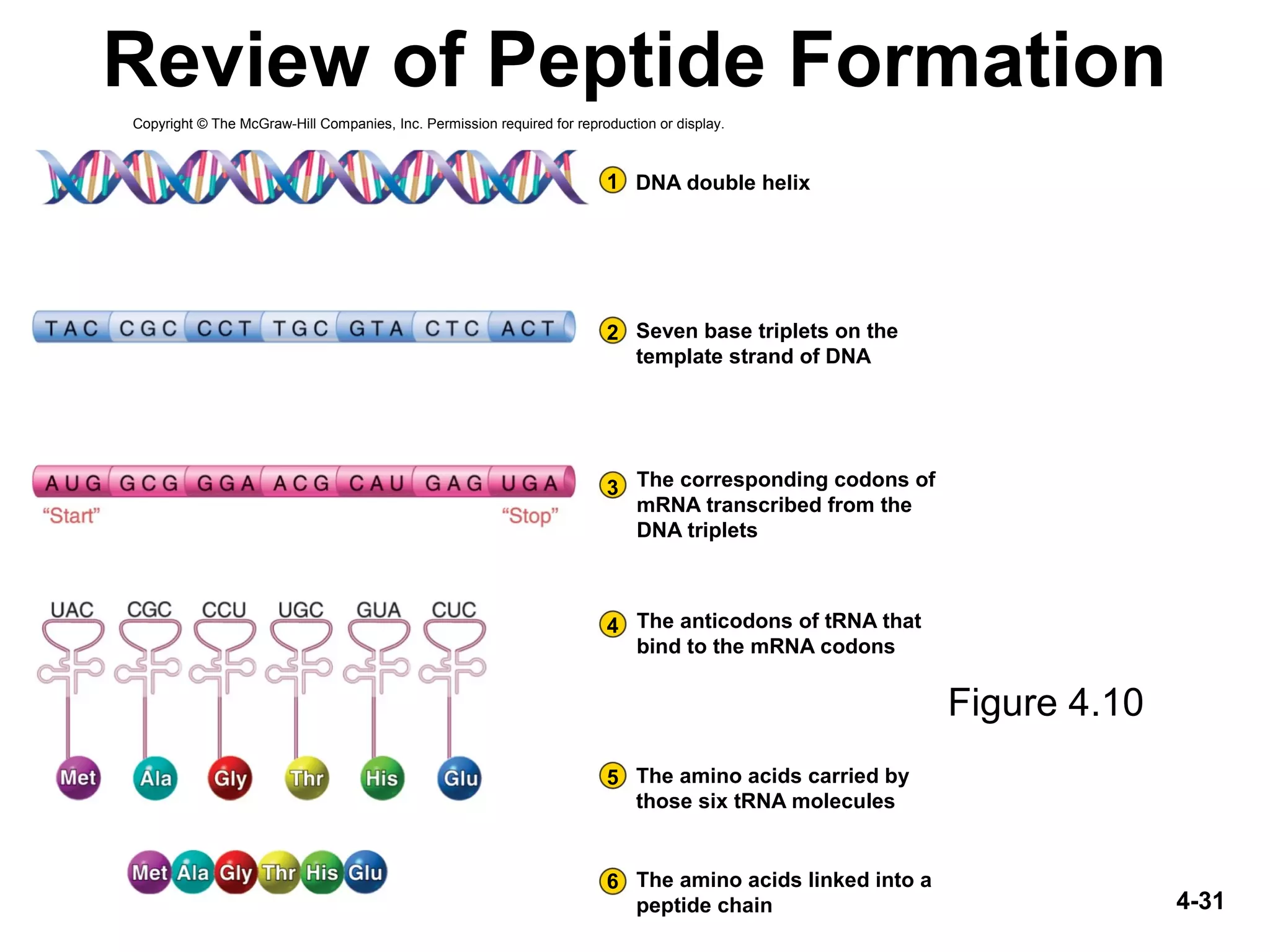 4-31
Review of Peptide Formation
Figure 4.10
1
2
3
4
5
6
DNA double helix
Seven base triplets on the
template strand of DNA
The corresponding codons of
mRNA transcribed from the
DNA triplets
The anticodons of tRNA that
bind to the mRNA codons
The amino acids carried by
those six tRNA molecules
The amino acids linked into a
peptide chain
Copyright © The McGraw-Hill Companies, Inc. Permission required for reproduction or display.
 