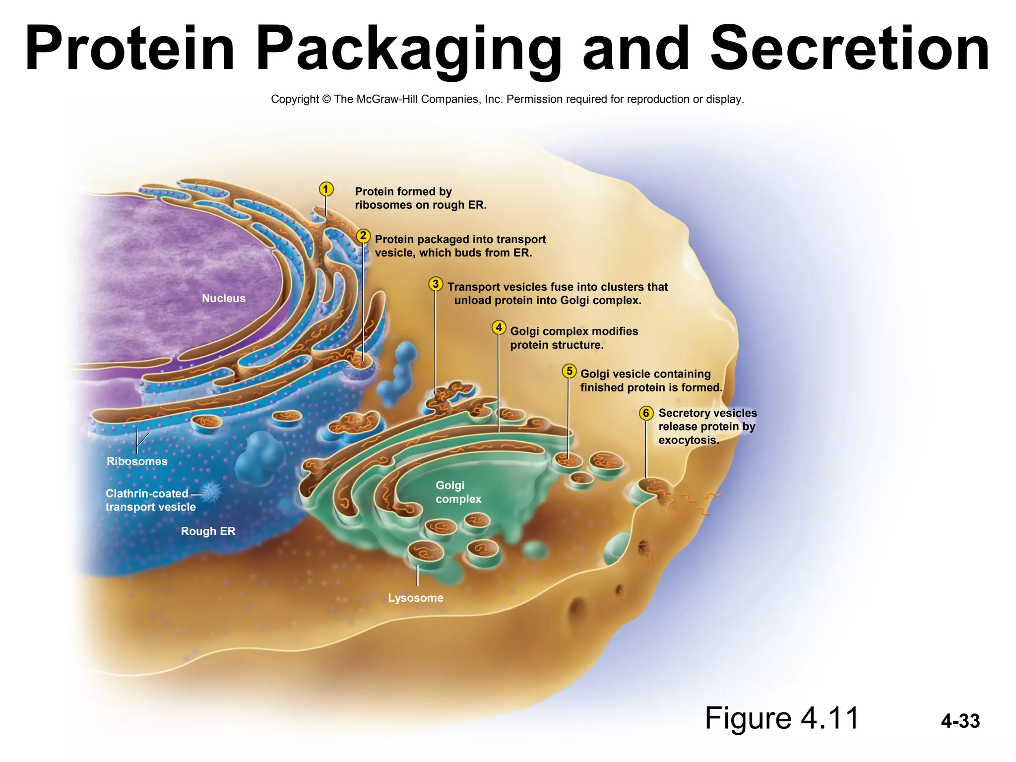 4-33
Protein Packaging and Secretion
Figure 4.11
Nucleus
Rough ER
Golgi
complex
Lysosome
Ribosomes
Protein packaged into transport
vesicle, which buds from ER.
Transport vesicles fuse into clusters that
unload protein into Golgi complex.
Golgi complex modifies
protein structure.
Golgi vesicle containing
finished protein is formed.
Secretory vesicles
release protein by
exocytosis.
1
2
3
4
5
6
Clathrin-coated
transport vesicle
Protein formed by
ribosomes on rough ER.
Copyright © The McGraw-Hill Companies, Inc. Permission required for reproduction or display.
 