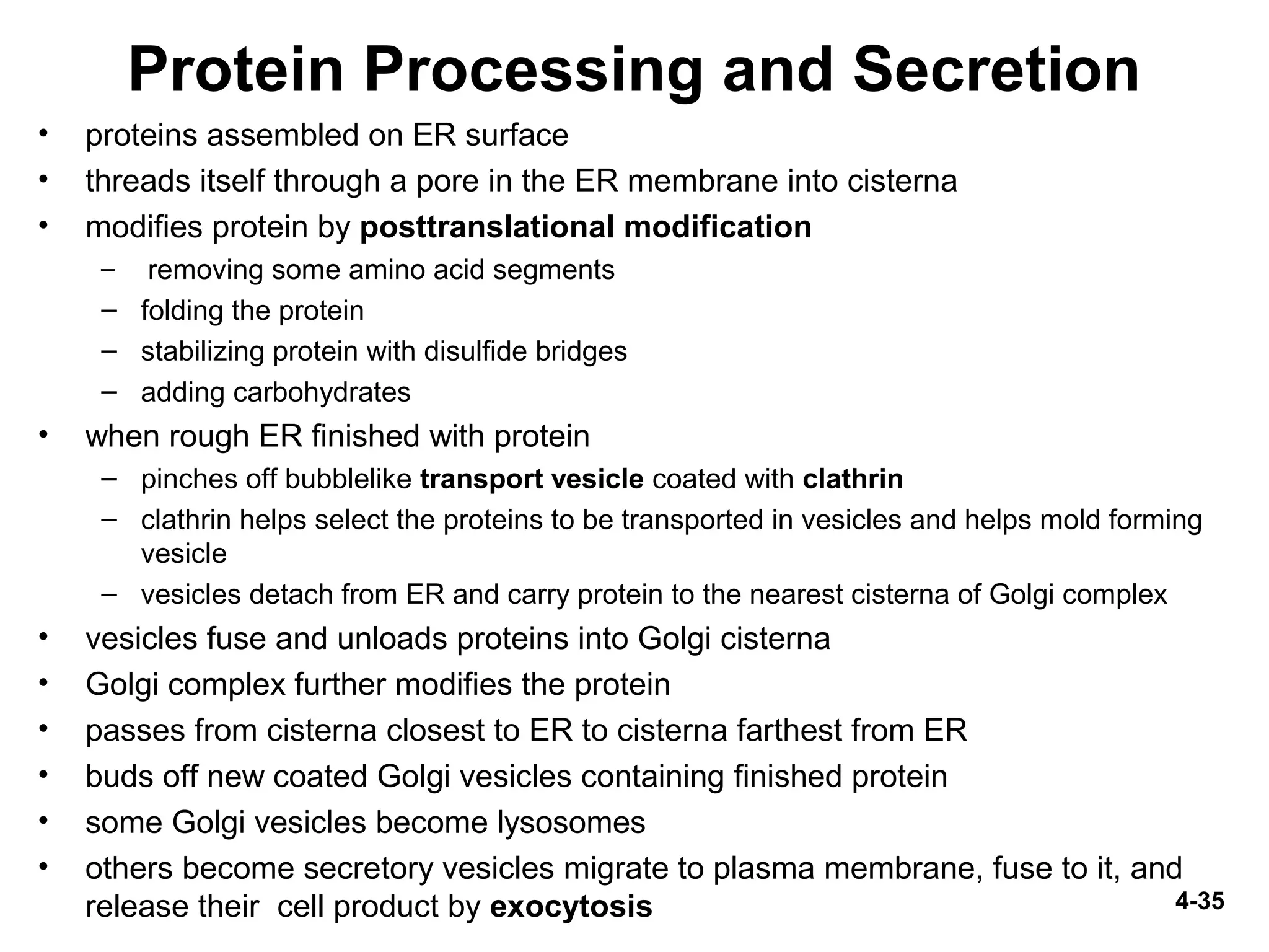 4-35
Protein Processing and Secretion
• proteins assembled on ER surface
• threads itself through a pore in the ER membrane into cisterna
• modifies protein by posttranslational modification
– removing some amino acid segments
– folding the protein
– stabilizing protein with disulfide bridges
– adding carbohydrates
• when rough ER finished with protein
– pinches off bubblelike transport vesicle coated with clathrin
– clathrin helps select the proteins to be transported in vesicles and helps mold forming
vesicle
– vesicles detach from ER and carry protein to the nearest cisterna of Golgi complex
• vesicles fuse and unloads proteins into Golgi cisterna
• Golgi complex further modifies the protein
• passes from cisterna closest to ER to cisterna farthest from ER
• buds off new coated Golgi vesicles containing finished protein
• some Golgi vesicles become lysosomes
• others become secretory vesicles migrate to plasma membrane, fuse to it, and
release their cell product by exocytosis
 