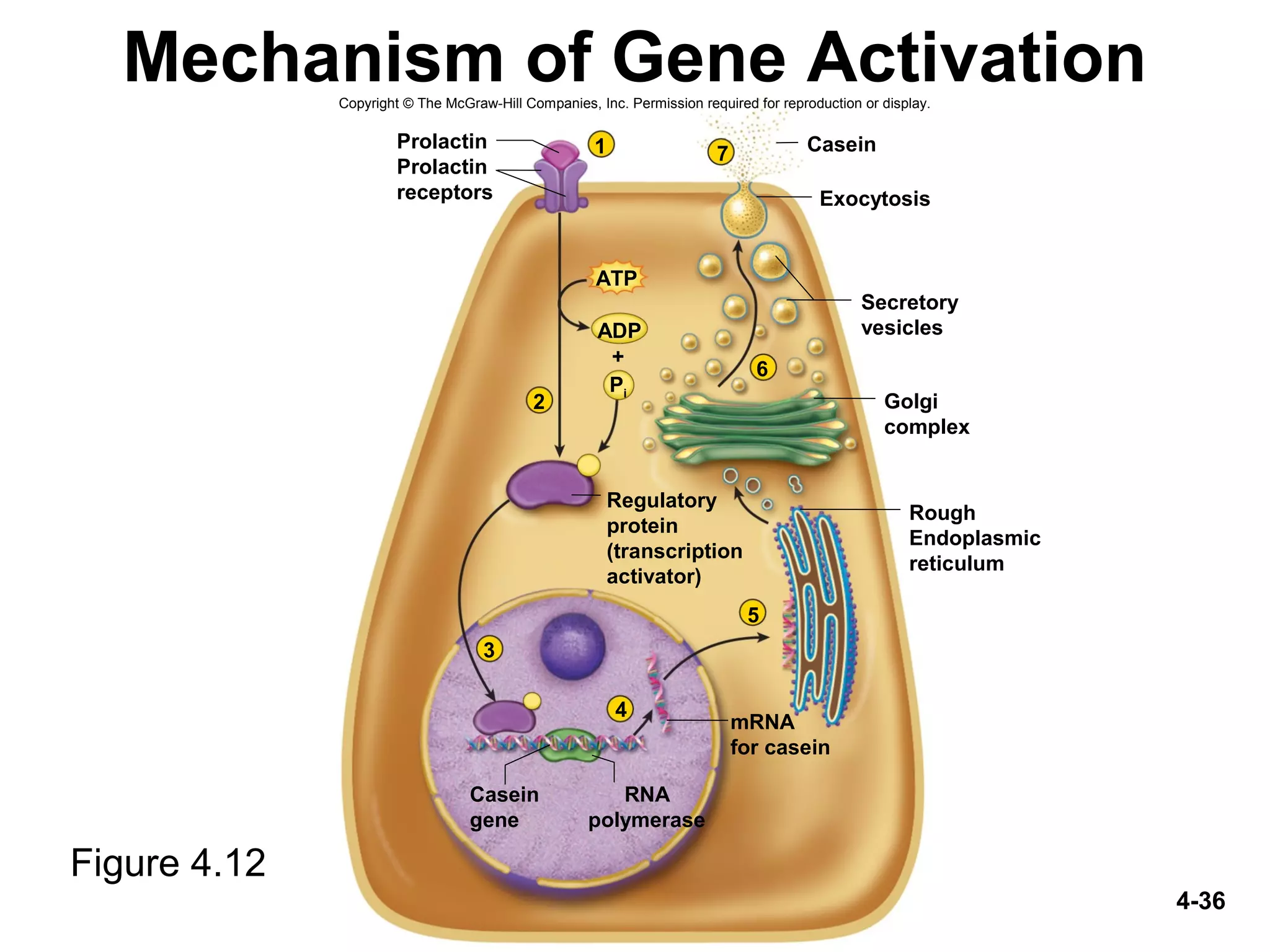 4-36
Mechanism of Gene Activation
Figure 4.12
mRNA
for casein
Casein
Exocytosis
Regulatory
protein
(transcription
activator)
Casein
gene
RNA
polymerase
Rough
Endoplasmic
reticulum
Golgi
complex
Secretory
vesicles
Prolactin
Prolactin
receptors
2
1
3
4
5
6
7
ATP
Pi
ADP
+
Copyright © The McGraw-Hill Companies, Inc. Permission required for reproduction or display.
 
