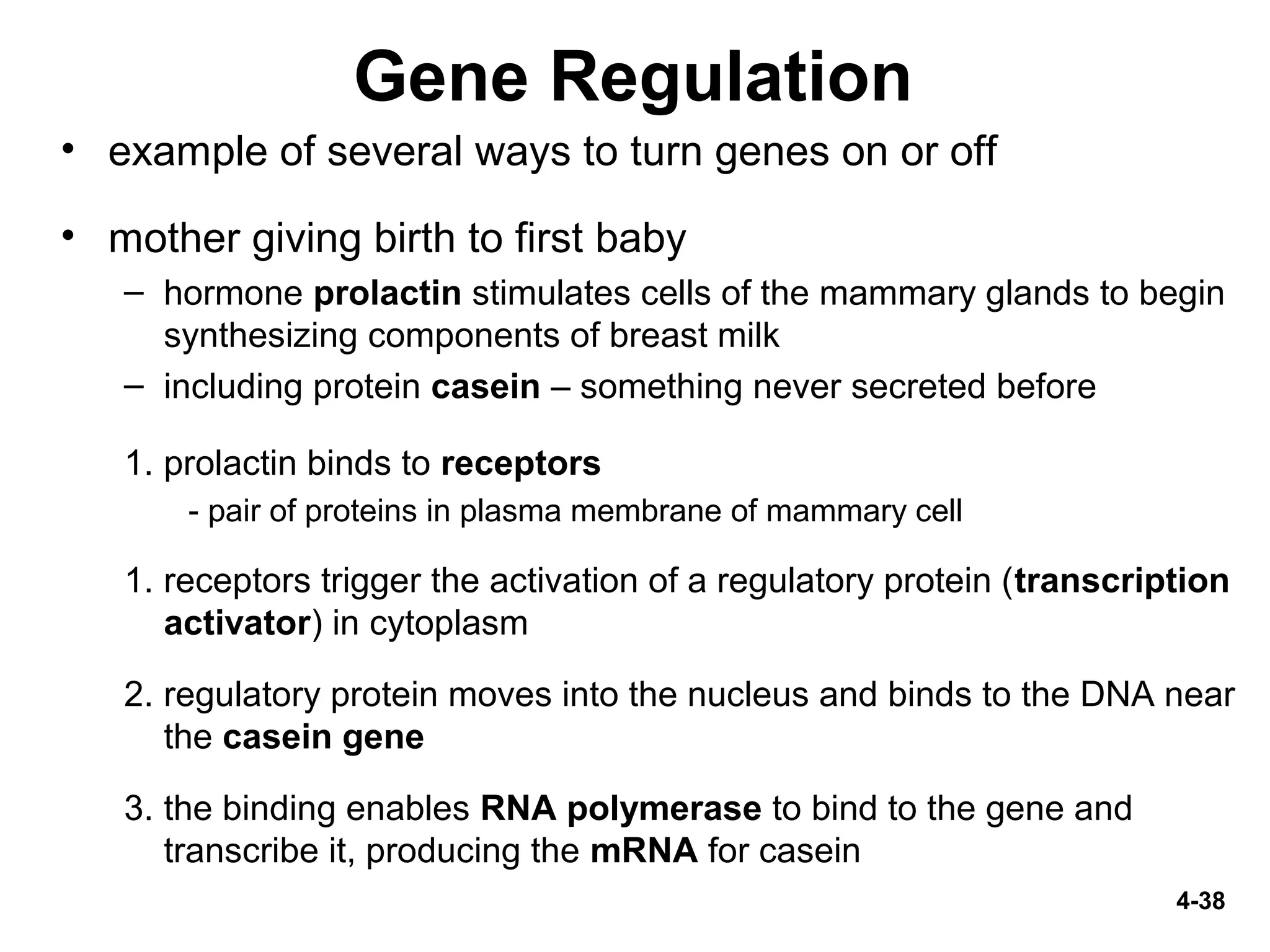 Gene Regulation
• example of several ways to turn genes on or off
• mother giving birth to first baby
– hormone prolactin stimulates cells of the mammary glands to begin
synthesizing components of breast milk
– including protein casein – something never secreted before
1. prolactin binds to receptors
- pair of proteins in plasma membrane of mammary cell
1. receptors trigger the activation of a regulatory protein (transcription
activator) in cytoplasm
2. regulatory protein moves into the nucleus and binds to the DNA near
the casein gene
3. the binding enables RNA polymerase to bind to the gene and
transcribe it, producing the mRNA for casein
4-38
 