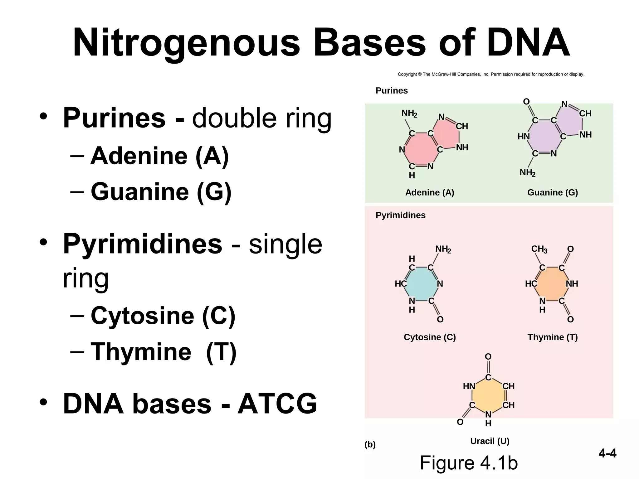 4-4
Nitrogenous Bases of DNA
• Purines - double ring
– Adenine (A)
– Guanine (G)
• Pyrimidines - single
ring
– Cytosine (C)
– Thymine (T)
• DNA bases - ATCG
Figure 4.1b
Copyright © The McGraw-Hill Companies, Inc. Permission required for reproduction or display.
C
NH2 N
NH
C
CH
C
H
N
N C
Adenine (A)
Purines
C
O N
NH
C
CH
C N
HN C
NH2
Guanine (G)
H
C
NH2
C
N
H
C
HC N
O
Cytosine (C)
Uracil (U)
C
C
O
C
O
CH
HN CH
N
H
N
H
C
C
HC
CH3
NH
O
O
Thymine (T)
Pyrimidines
(b)
 