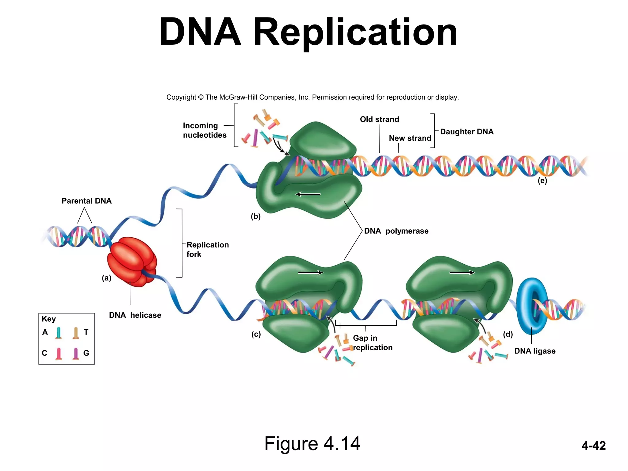 4-42
DNA Replication
Figure 4.14
DNA polymerase
Incoming
nucleotides
Key
A T
C G
Parental DNA
Gap in
replication
Daughter DNA
Old strand
New strand
DNA ligase
Replication
fork
(a)
(b)
(c) (d)
(e)
DNA helicase
Copyright © The McGraw-Hill Companies, Inc. Permission required for reproduction or display.
 