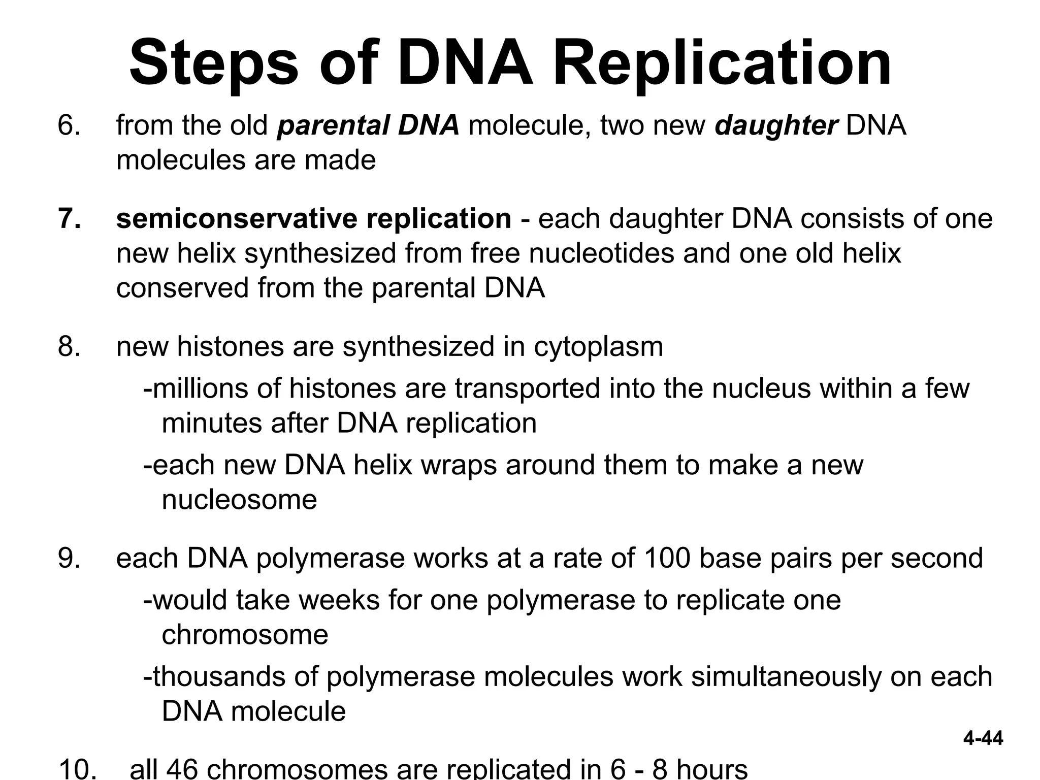4-44
Steps of DNA Replication
6. from the old parental DNA molecule, two new daughter DNA
molecules are made
7. semiconservative replication - each daughter DNA consists of one
new helix synthesized from free nucleotides and one old helix
conserved from the parental DNA
8. new histones are synthesized in cytoplasm
-millions of histones are transported into the nucleus within a few
minutes after DNA replication
-each new DNA helix wraps around them to make a new
nucleosome
9. each DNA polymerase works at a rate of 100 base pairs per second
-would take weeks for one polymerase to replicate one
chromosome
-thousands of polymerase molecules work simultaneously on each
DNA molecule
10. all 46 chromosomes are replicated in 6 - 8 hours
 