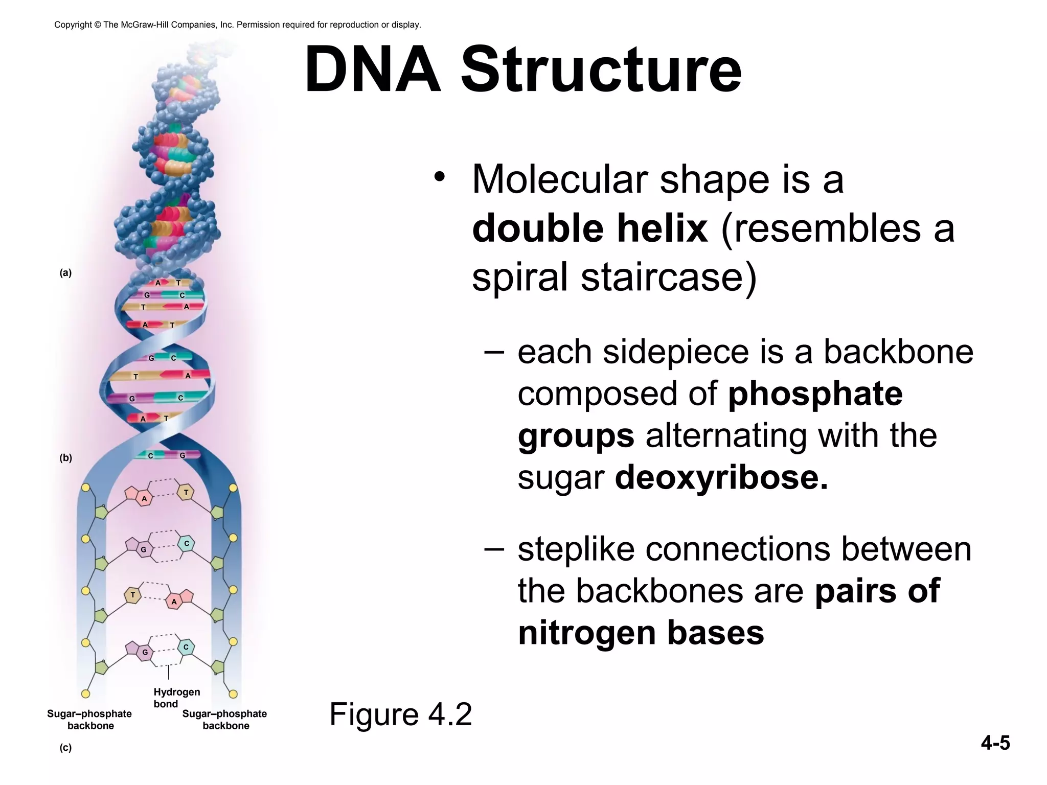 4-5
DNA Structure
• Molecular shape is a
double helix (resembles a
spiral staircase)
– each sidepiece is a backbone
composed of phosphate
groups alternating with the
sugar deoxyribose.
– steplike connections between
the backbones are pairs of
nitrogen bases
Figure 4.2
(a)
(b)
(c)
A T
A T
T A
A T
AT
G C
G
G
C
C
G C
Sugar–phosphate
backbone
G
A
C
T
T
G
C
Hydrogen
bond
A
Sugar–phosphate
backbone
Copyright © The McGraw-Hill Companies, Inc. Permission required for reproduction or display.
 