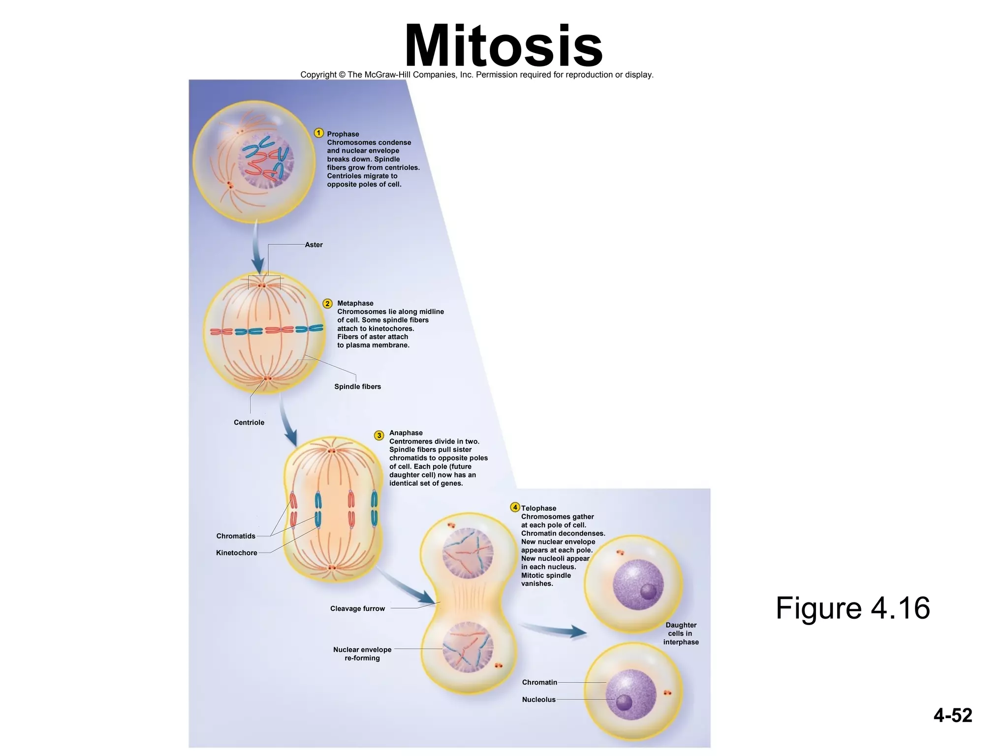4-52
Mitosis
Figure 4.16
Aster
2
3
1
4
Chromatids
Centriole
Spindle fibers
Kinetochore
Nucleolus
Chromatin
Cleavage furrow
Metaphase
Chromosomes lie along midline
of cell. Some spindle fibers
attach to kinetochores.
Fibers of aster attach
to plasma membrane.
Anaphase
Centromeres divide in two.
Spindle fibers pull sister
chromatids to opposite poles
of cell. Each pole (future
daughter cell) now has an
identical set of genes.
Telophase
Chromosomes gather
at each pole of cell.
Chromatin decondenses.
New nuclear envelope
appears at each pole.
New nucleoli appear
in each nucleus.
Mitotic spindle
vanishes.
Prophase
Chromosomes condense
and nuclear envelope
breaks down. Spindle
fibers grow from centrioles.
Centrioles migrate to
opposite poles of cell.
Nuclear envelope
re-forming
Daughter
cells in
interphase
Copyright © The McGraw-Hill Companies, Inc. Permission required for reproduction or display.
 