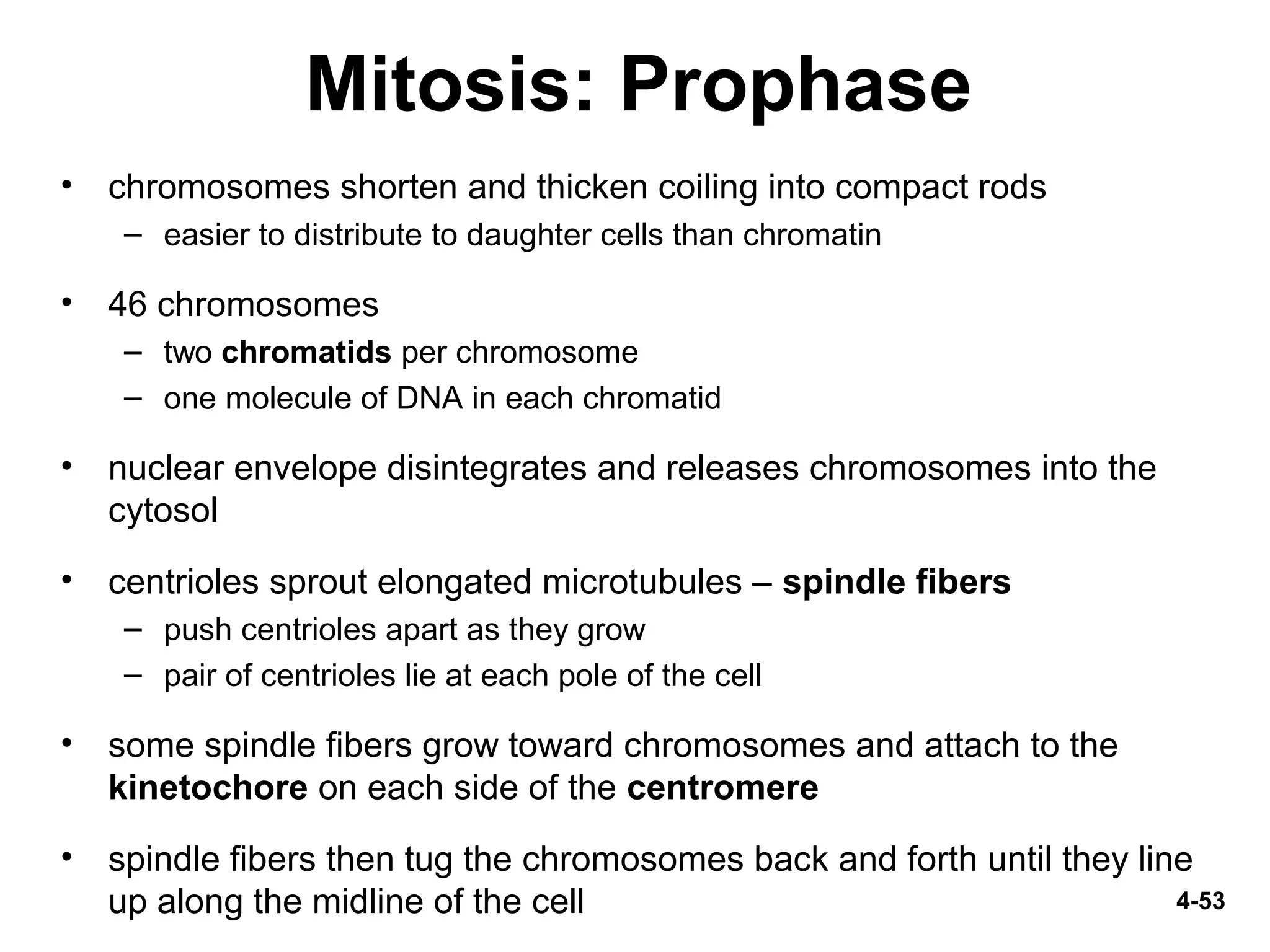 4-53
Mitosis: Prophase
• chromosomes shorten and thicken coiling into compact rods
– easier to distribute to daughter cells than chromatin
• 46 chromosomes
– two chromatids per chromosome
– one molecule of DNA in each chromatid
• nuclear envelope disintegrates and releases chromosomes into the
cytosol
• centrioles sprout elongated microtubules – spindle fibers
– push centrioles apart as they grow
– pair of centrioles lie at each pole of the cell
• some spindle fibers grow toward chromosomes and attach to the
kinetochore on each side of the centromere
• spindle fibers then tug the chromosomes back and forth until they line
up along the midline of the cell
 