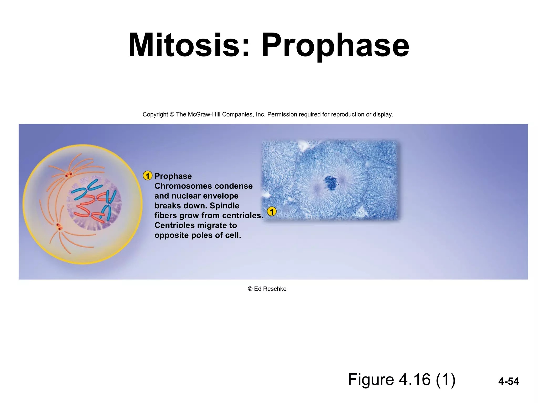 4-54
Mitosis: Prophase
Figure 4.16 (1)
1
1 Prophase
Chromosomes condense
and nuclear envelope
breaks down. Spindle
fibers grow from centrioles.
Centrioles migrate to
opposite poles of cell.
Copyright © The McGraw-Hill Companies, Inc. Permission required for reproduction or display.
© Ed Reschke
 