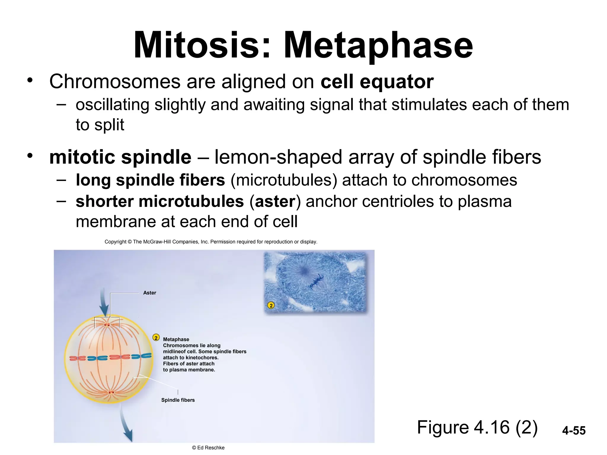 4-55
Mitosis: Metaphase
• Chromosomes are aligned on cell equator
– oscillating slightly and awaiting signal that stimulates each of them
to split
• mitotic spindle – lemon-shaped array of spindle fibers
– long spindle fibers (microtubules) attach to chromosomes
– shorter microtubules (aster) anchor centrioles to plasma
membrane at each end of cell
Figure 4.16 (2)
Aster
2
2
Metaphase
Chromosomes lie along
midlineof cell. Some spindle fibers
attach to kinetochores.
Fibers of aster attach
to plasma membrane.
Spindle fibers
Copyright © The McGraw-Hill Companies, Inc. Permission required for reproduction or display.
© Ed Reschke
 
