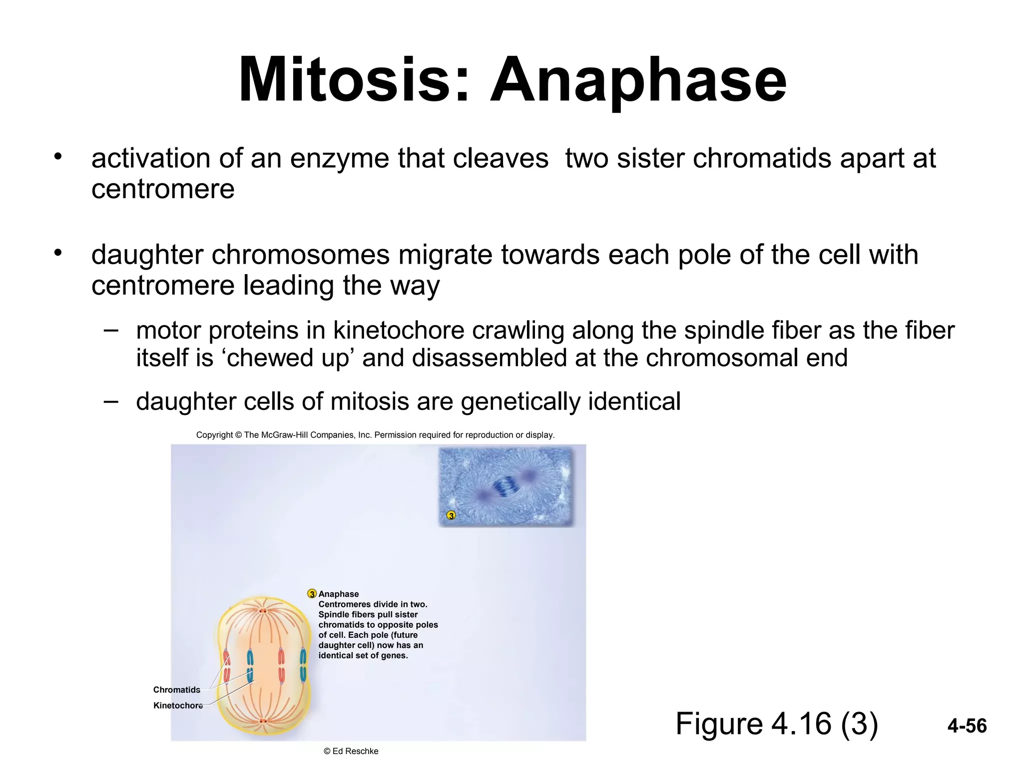4-56
Mitosis: Anaphase
• activation of an enzyme that cleaves two sister chromatids apart at
centromere
• daughter chromosomes migrate towards each pole of the cell with
centromere leading the way
– motor proteins in kinetochore crawling along the spindle fiber as the fiber
itself is ‘chewed up’ and disassembled at the chromosomal end
– daughter cells of mitosis are genetically identical
Figure 4.16 (3)
3
3
Anaphase
Centromeres divide in two.
Spindle fibers pull sister
chromatids to opposite poles
of cell. Each pole (future
daughter cell) now has an
identical set of genes.
Chromatids
Kinetochore
Copyright © The McGraw-Hill Companies, Inc. Permission required for reproduction or display.
© Ed Reschke
 