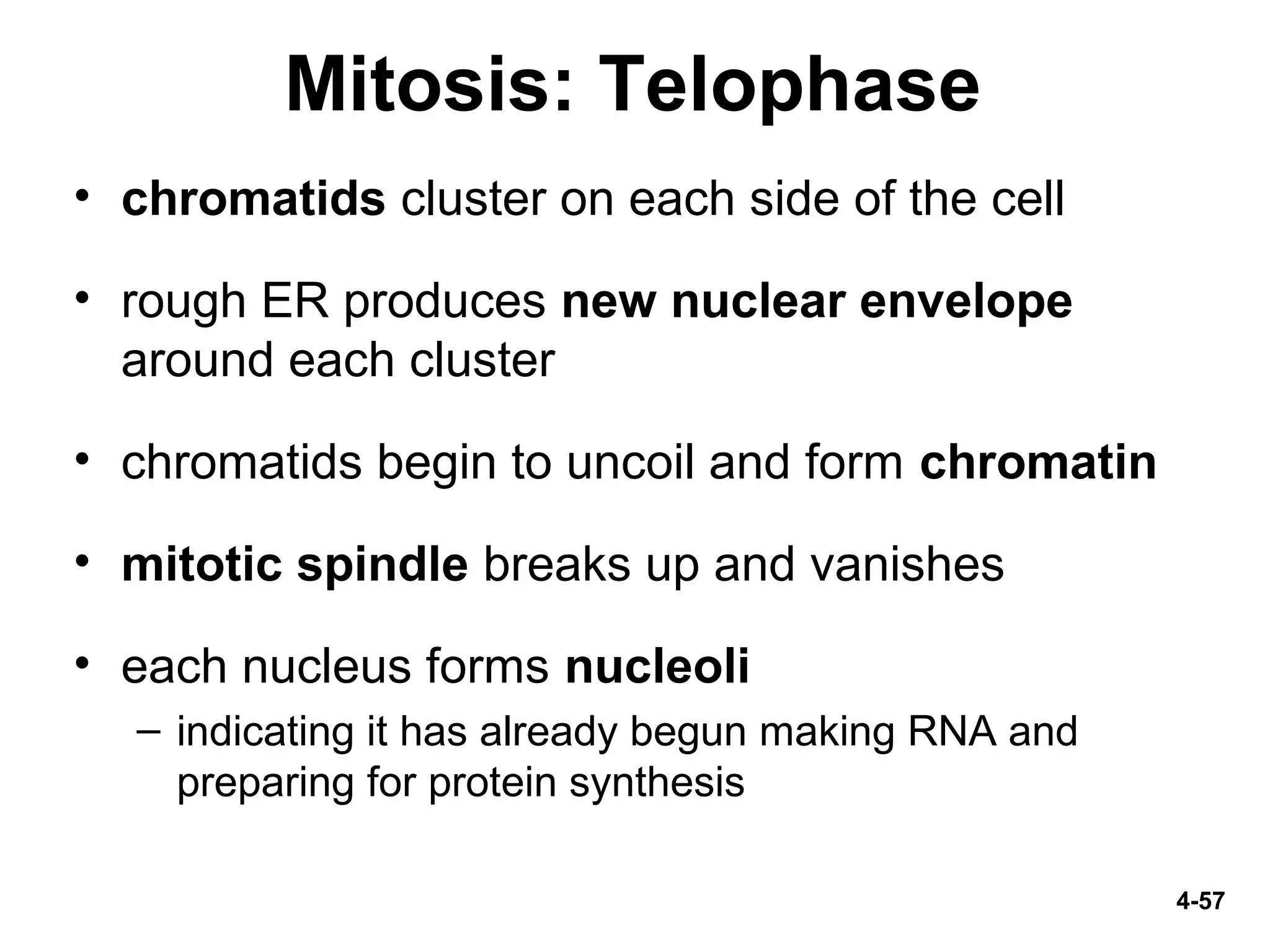 4-57
Mitosis: Telophase
• chromatids cluster on each side of the cell
• rough ER produces new nuclear envelope
around each cluster
• chromatids begin to uncoil and form chromatin
• mitotic spindle breaks up and vanishes
• each nucleus forms nucleoli
– indicating it has already begun making RNA and
preparing for protein synthesis
 