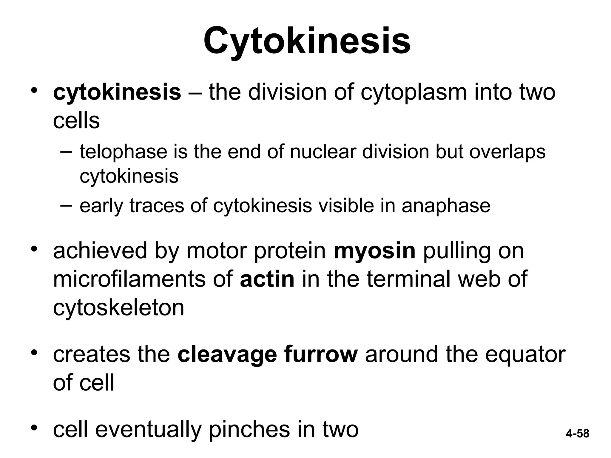 4-58
Cytokinesis
• cytokinesis – the division of cytoplasm into two
cells
– telophase is the end of nuclear division but overlaps
cytokinesis
– early traces of cytokinesis visible in anaphase
• achieved by motor protein myosin pulling on
microfilaments of actin in the terminal web of
cytoskeleton
• creates the cleavage furrow around the equator
of cell
• cell eventually pinches in two
 