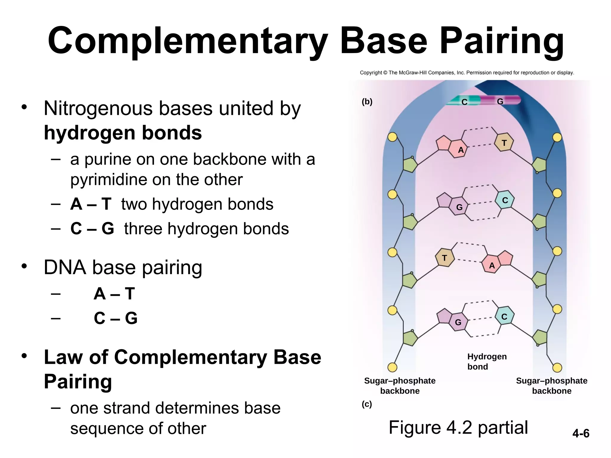 4-6
Complementary Base Pairing
• Nitrogenous bases united by
hydrogen bonds
– a purine on one backbone with a
pyrimidine on the other
– A – T two hydrogen bonds
– C – G three hydrogen bonds
• DNA base pairing
– A – T
– C – G
• Law of Complementary Base
Pairing
– one strand determines base
sequence of other Figure 4.2 partial
(b)
(c)
GC
Sugar–phosphate
backbone
Sugar–phosphate
backbone
G
A
C
T
A
T
A
T
G
C
Hydrogen
bond
Copyright © The McGraw-Hill Companies, Inc. Permission required for reproduction or display.
 
