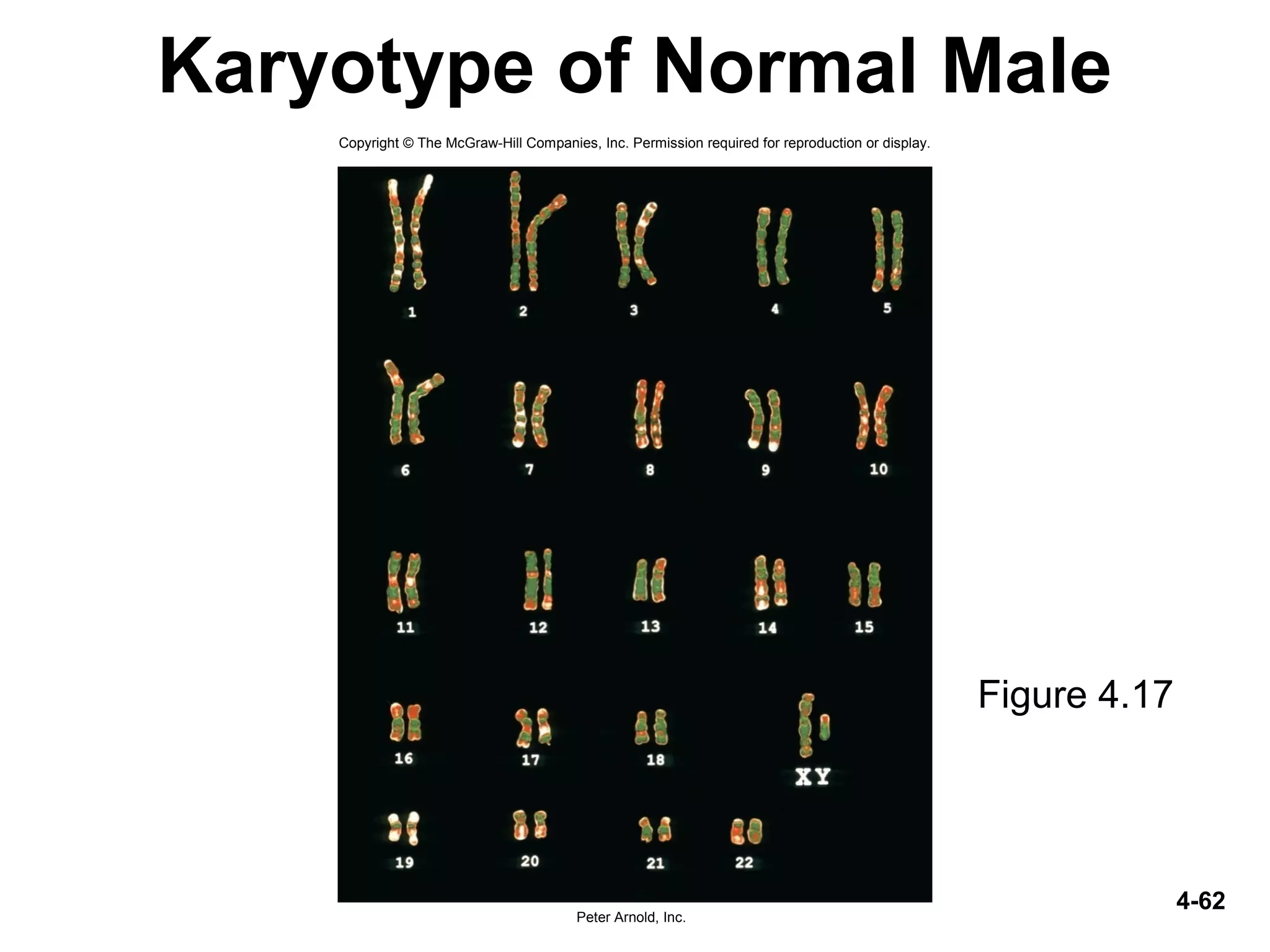 4-62
Karyotype of Normal Male
Figure 4.17
Copyright © The McGraw-Hill Companies, Inc. Permission required for reproduction or display.
Peter Arnold, Inc.
 