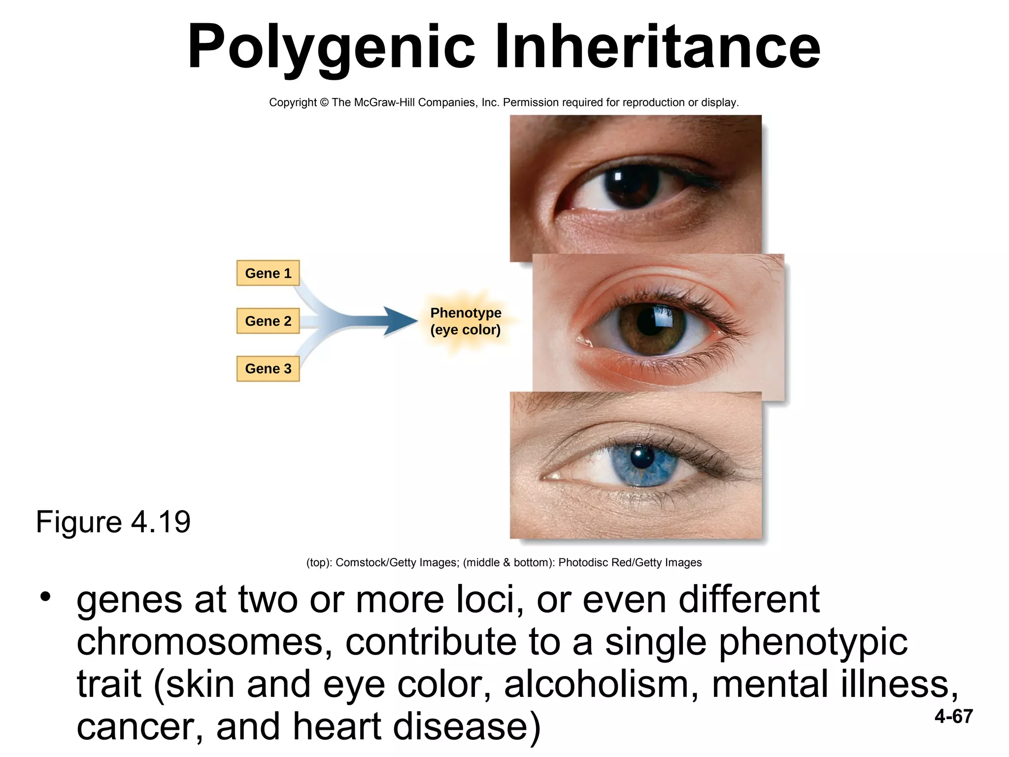 4-67
Polygenic Inheritance
• genes at two or more loci, or even different
chromosomes, contribute to a single phenotypic
trait (skin and eye color, alcoholism, mental illness,
cancer, and heart disease)
Figure 4.19
Gene 1
Gene 2
Phenotype
(eye color)
Gene 3
Copyright © The McGraw-Hill Companies, Inc. Permission required for reproduction or display.
(top): Comstock/Getty Images; (middle & bottom): Photodisc Red/Getty Images
 