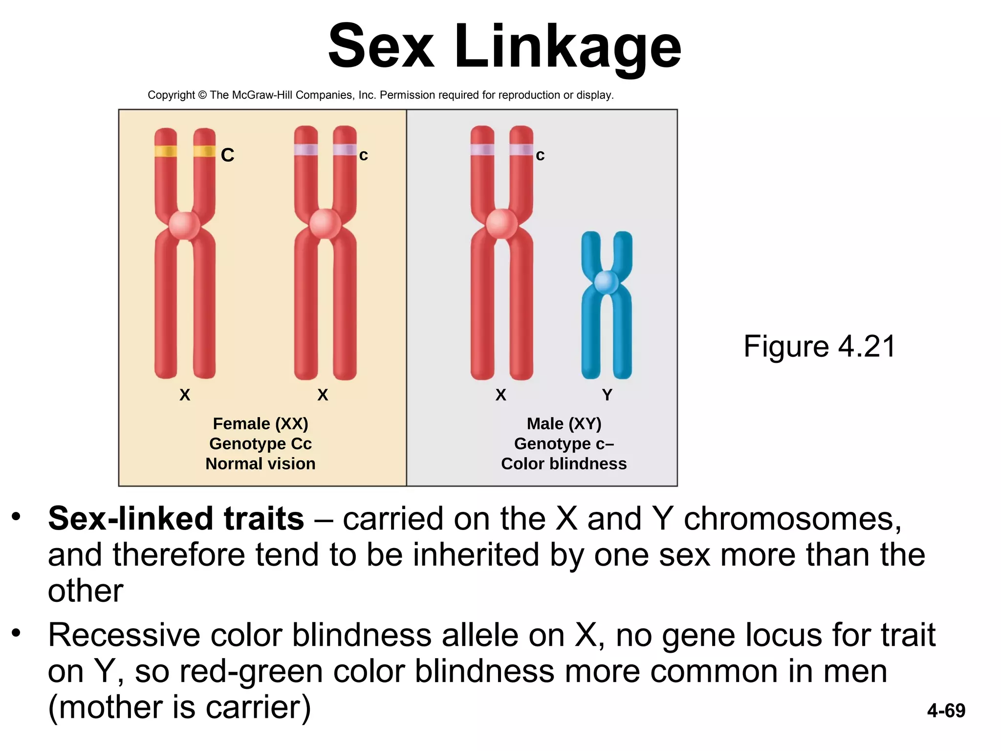 4-69
Sex Linkage
• Sex-linked traits – carried on the X and Y chromosomes,
and therefore tend to be inherited by one sex more than the
other
• Recessive color blindness allele on X, no gene locus for trait
on Y, so red-green color blindness more common in men
(mother is carrier)
Figure 4.21
X X X Y
C c c
Female (XX)
Genotype Cc
Normal vision
Male (XY)
Genotype c–
Color blindness
Copyright © The McGraw-Hill Companies, Inc. Permission required for reproduction or display.
 