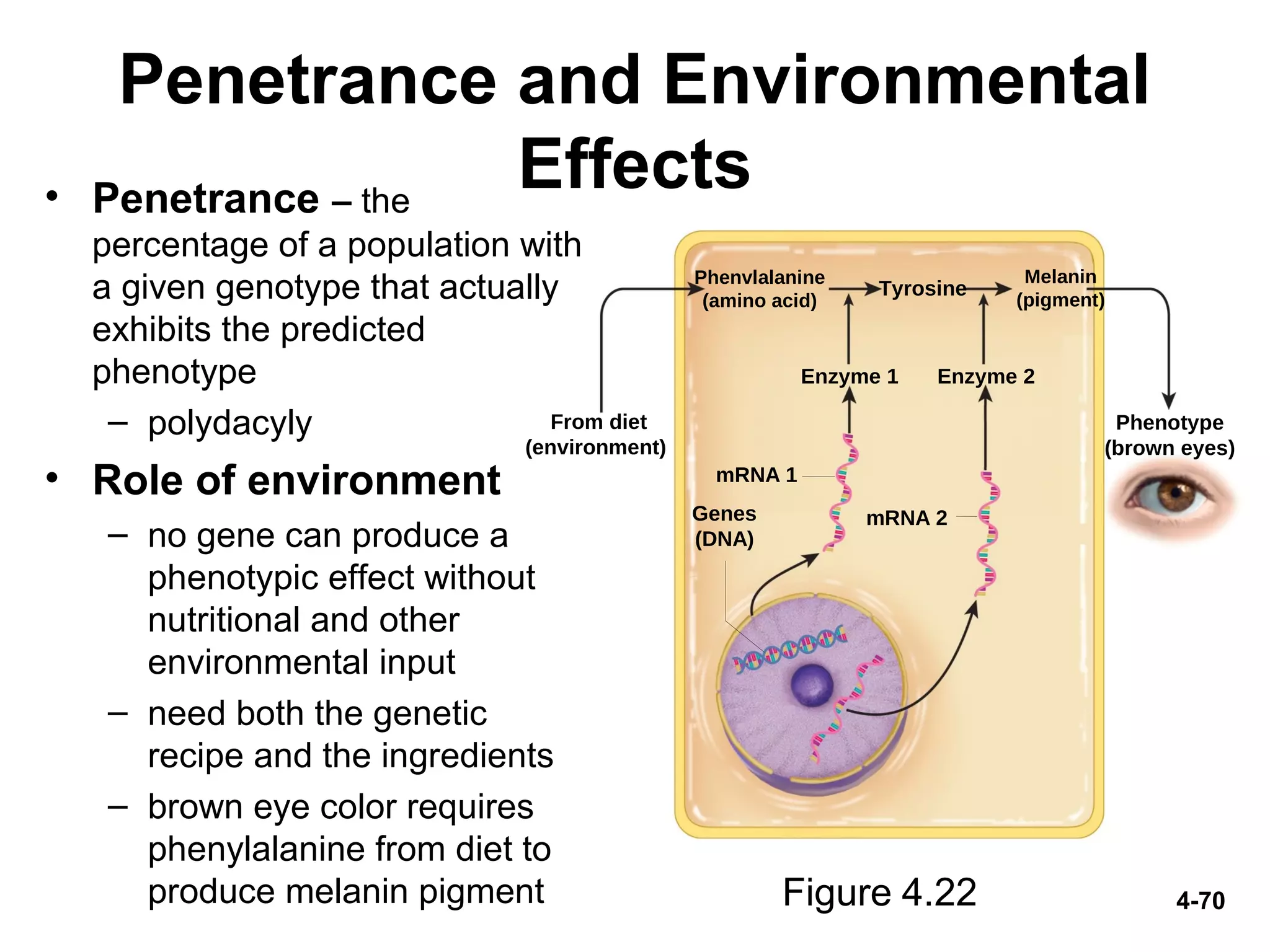 4-70
Penetrance and Environmental
Effects• Penetrance – the
percentage of a population with
a given genotype that actually
exhibits the predicted
phenotype
– polydacyly
• Role of environment
– no gene can produce a
phenotypic effect without
nutritional and other
environmental input
– need both the genetic
recipe and the ingredients
– brown eye color requires
phenylalanine from diet to
produce melanin pigment Figure 4.22
Phenotype
(brown eyes)
From diet
(environment)
Phenvlalanine
(amino acid)
Melanin
(pigment)
Genes
(DNA)
Tyrosine
Enzyme 1
mRNA 1
Enzyme 2
mRNA 2
 