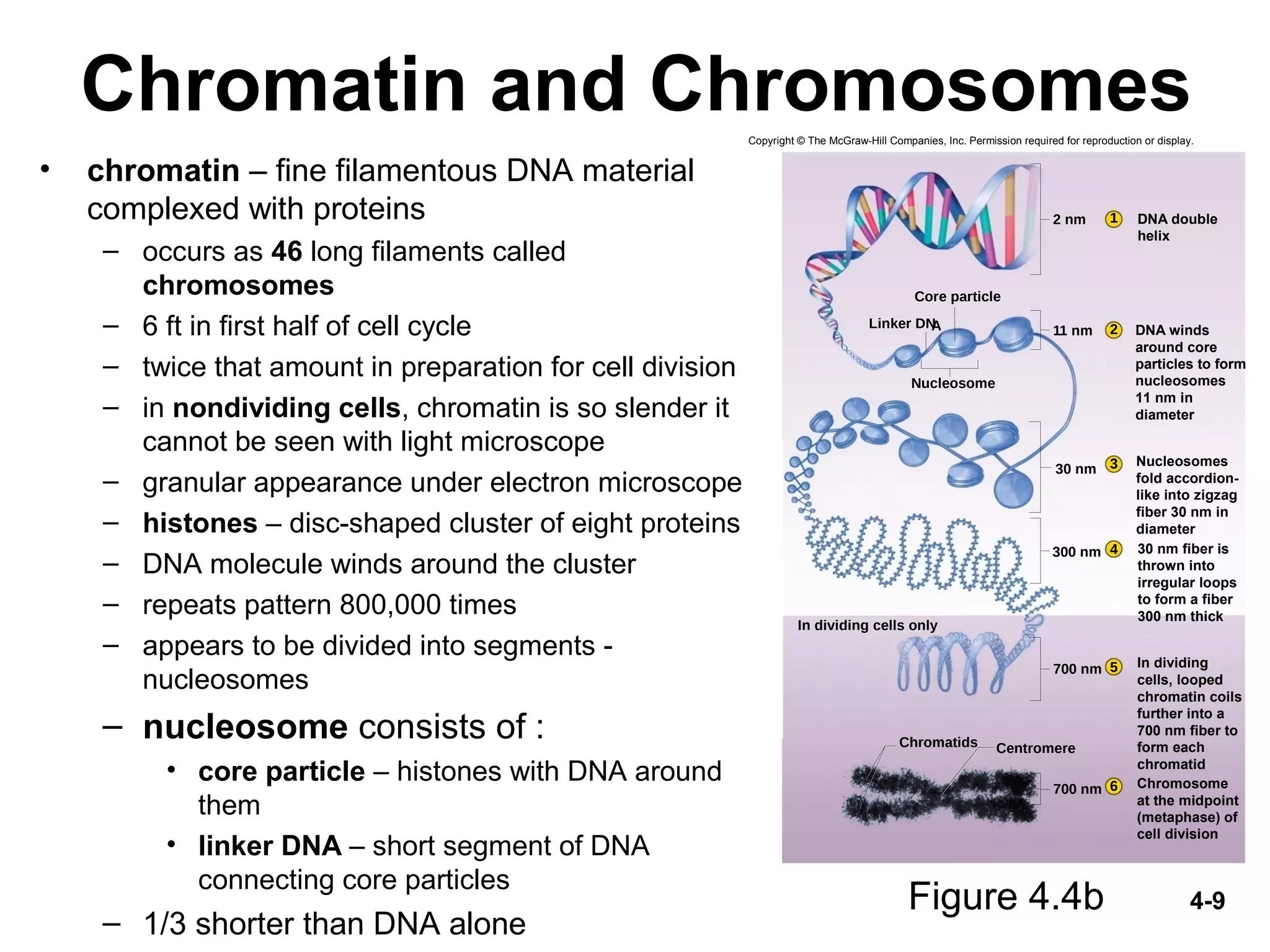 4-9
Chromatin and Chromosomes
• chromatin – fine filamentous DNA material
complexed with proteins
– occurs as 46 long filaments called
chromosomes
– 6 ft in first half of cell cycle
– twice that amount in preparation for cell division
– in nondividing cells, chromatin is so slender it
cannot be seen with light microscope
– granular appearance under electron microscope
– histones – disc-shaped cluster of eight proteins
– DNA molecule winds around the cluster
– repeats pattern 800,000 times
– appears to be divided into segments -
nucleosomes
– nucleosome consists of :
• core particle – histones with DNA around
them
• linker DNA – short segment of DNA
connecting core particles
– 1/3 shorter than DNA alone
Figure 4.4b
2 nm
11 nm
Nucleosome
Linker DNA
300 nm
30 nm
700 nm
700 nm
Core particle
In dividing cells only
Chromatids Centromere
1
2
3
4
5
6
30 nm fiber is
thrown into
irregular loops
to form a fiber
300 nm thick
Nucleosomes
fold accordion-
like into zigzag
fiber 30 nm in
diameter
DNA winds
around core
particles to form
nucleosomes
11 nm in
diameter
DNA double
helix
In dividing
cells, looped
chromatin coils
further into a
700 nm fiber to
form each
chromatid
Chromosome
at the midpoint
(metaphase) of
cell division
Copyright © The McGraw-Hill Companies, Inc. Permission required for reproduction or display.
 