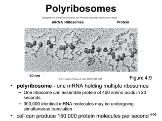 Genetics and Cellular Function | PPT