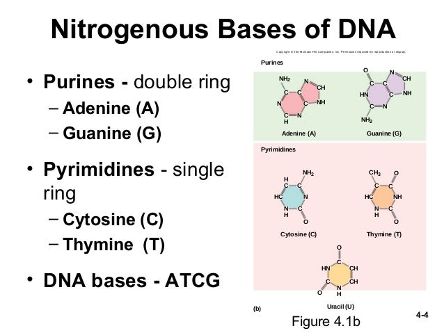 Genetics And Cellular Function