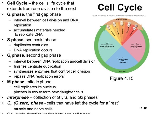 Genetics And Cellular Function