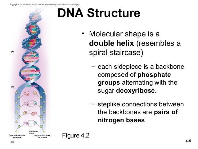 Genetics And Cellular Function