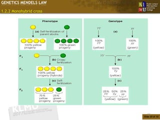 GENETICS MENDELS LAW

1.2.2 Monohybrid cross




                            20
                         Slide 20 of 10
 