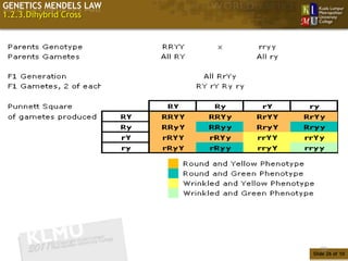 GENETICS MENDELS LAW
1.2.3.Dihybrid Cross




 F2: 9 yellow, round: 3 yellow, wrinkled: 3 green, round: 1 green, wrinkled
                                   (9:3:3:1)




                                                                              26
                                                                         Slide 26 of 10
 