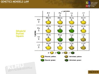 GENETICS MENDELS LAW




          Dihybrid
          Punnet
          Square




                          27
                       Slide 27 of 10
 