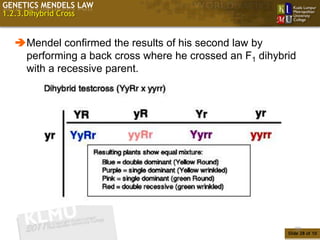 GENETICS MENDELS LAW
1.2.3.Dihybrid Cross


  Mendel confirmed the results of his second law by
   performing a back cross where he crossed an F1 dihybrid
   with a recessive parent.




                                                           28
                                                        Slide 28 of 10
 
