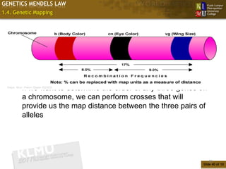 GENETICS MENDELS LAW
1.4. Genetic Mapping




       If we want to determine the order of any three genes on
       a chromosome, we can perform crosses that will
       provide us the map distance between the three pairs of
       alleles




                                                                 40
                                                            Slide 40 of 10
 