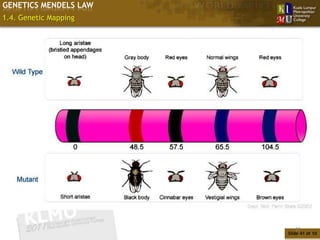 GENETICS MENDELS LAW
1.4. Genetic Mapping




                          41
                       Slide 41 of 10
 