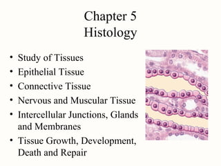 Chapter 5
                   Histology
• Study of Tissues
• Epithelial Tissue
• Connective Tissue
• Nervous and Muscular Tissue
• Intercellular Junctions, Glands
  and Membranes
• Tissue Growth, Development,
  Death and Repair
 