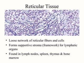 Negative Reticular Network Rola Andony Hanania | PPT