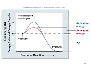 16
Copyright © The McGraw-Hill Companies, Inc. Permission required for reproduction or display.
ΔG
EnergyReleasedEnergySupplied
FreeEnergy(G)
Activation
energy
Activation
energy0
uncatalyzed
catalyzed
Course of Reaction
Product
Reactant
 