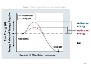 18
Copyright © The McGraw-Hill Companies, Inc. Permission required for reproduction or display.
ΔG
EnergyReleasedEnergySupplied
FreeEnergy(G)
Activation
energy
Activation
energy0
uncatalyzed
catalyzed
Course of Reaction
Product
Reactant
 