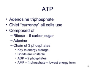 19
ATP
• Adenosine triphosphate
• Chief “currency” all cells use
• Composed of
– Ribose – 5 carbon sugar
– Adenine
– Chain of 3 phosphates
• Key to energy storage
• Bonds are unstable
• ADP – 2 phosphates
• AMP – 1 phosphate – lowest energy form
 