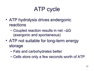 21
ATP cycle
• ATP hydrolysis drives endergonic
reactions
– Coupled reaction results in net –ΔG
(exergonic and spontaneous)
• ATP not suitable for long-term energy
storage
– Fats and carbohydrates better
– Cells store only a few seconds worth of ATP
 