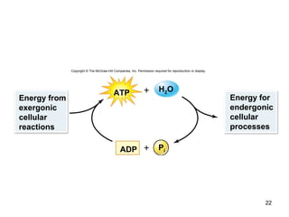 22
Copyright © The McGraw-Hill Companies, Inc. Permission required for reproduction or display.
+
+
Pi
Energy from
exergonic
cellular
reactions
ATP H2O
ADP
Energy for
endergonic
cellular
processes
 