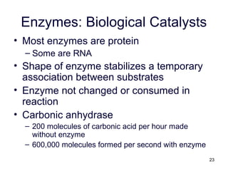 23
Enzymes: Biological Catalysts
• Most enzymes are protein
– Some are RNA
• Shape of enzyme stabilizes a temporary
association between substrates
• Enzyme not changed or consumed in
reaction
• Carbonic anhydrase
– 200 molecules of carbonic acid per hour made
without enzyme
– 600,000 molecules formed per second with enzyme
 