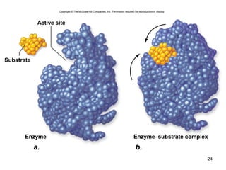24
Copyright © The McGraw-Hill Companies, Inc. Permission required for reproduction or display.
Active site
a. b.
Enzyme Enzyme–substrate complex
Substrate
 