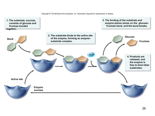 26
Copyright © The McGraw-Hill Companies, Inc. Permission required for reproduction or display.
1. The substrate, sucrose,
consists of glucose and
fructose bonded
together.
2. The substrate binds to the active site
of the enzyme, forming an enzyme–
substrate complex.
3. The binding of the substrate and
enzyme places stress on the glucose–
fructose bond, and the bond breaks.
4. Products are
released, and
the enzyme is
free to bind other
substrates.
Bond
Glucose
Fructose
Active site
Enzyme
sucrase
H2O
 