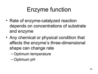 Enzyme function
• Rate of enzyme-catalyzed reaction
depends on concentrations of substrate
and enzyme
• Any chemical or physical condition that
affects the enzyme’s three-dimensional
shape can change rate
– Optimum temperature
– Optimum pH
30
 