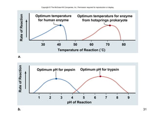 31
Copyright © The McGraw-Hill Companies, Inc. Permission required for reproduction or display.
a.
b.
RateofReaction
Optimum pH for pepsin
RateofReaction
pH of Reaction
Optimum pH for trypsin
1 2 3 4 5 6 7 8 9
30 40 50 60 70 80
Temperature of Reaction (˚C)
Optimum temperature
for human enzyme
Optimum temperature for enzyme
from hotsprings prokaryote
 
