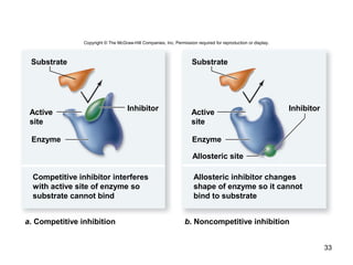 33
a. Competitive inhibition b. Noncompetitive inhibition
Enzyme Enzyme
Allosteric site
Active
site
Competitive inhibitor interferes
with active site of enzyme so
substrate cannot bind
Allosteric inhibitor changes
shape of enzyme so it cannot
bind to substrate
Active
site
Copyright © The McGraw-Hill Companies, Inc. Permission required for reproduction or display.
Substrate Substrate
Inhibitor Inhibitor
 